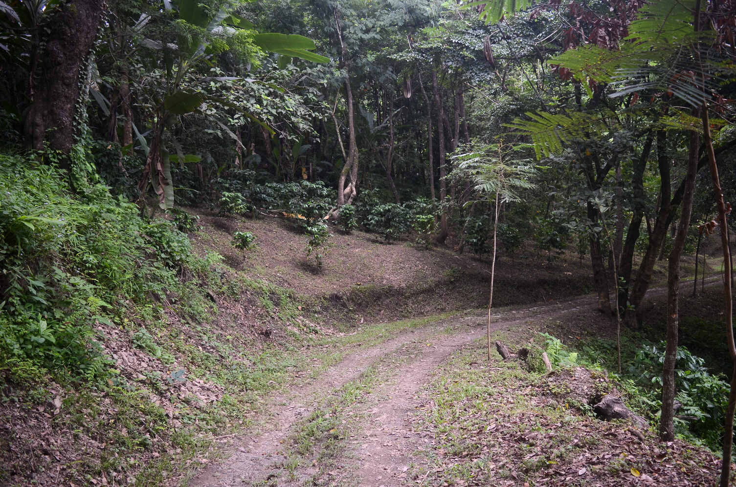 coffee-estate-drone-shot